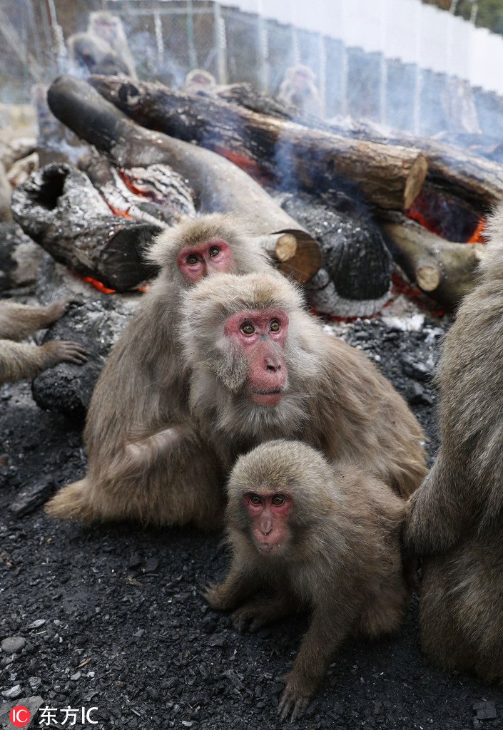 太冷了！日本猴子圍篝火取暖【2】