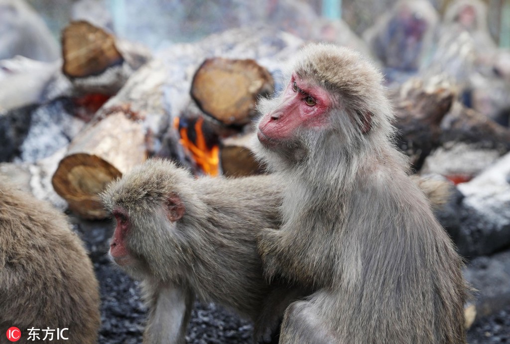 太冷了！日本猴子圍篝火取暖【4】