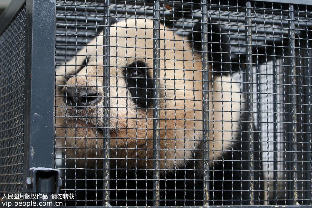 12月20日，大熊猫“回回”抵达黄山大熊猫主题乐园。