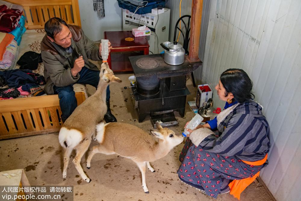 2018年12月1日，青海省海西州都蘭縣海拔4200米的溝裡肉保家，肉保和妻子在臥室裡喂養救助的藏原羚。
