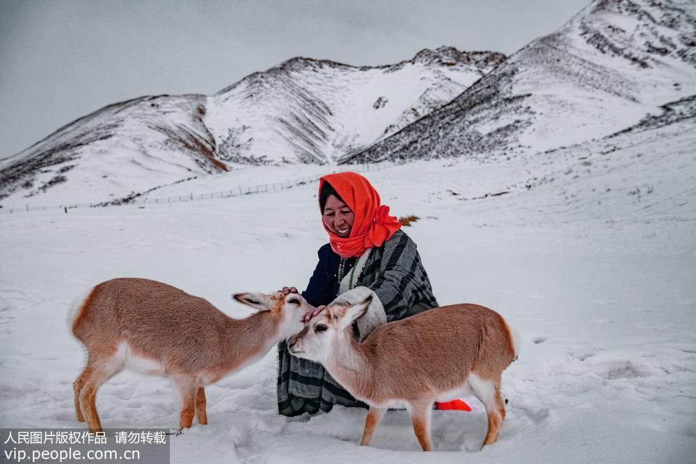 2018年11月29日，青海省海西州都蘭縣海拔4200米的溝裡，肉保的妻子德措吉在撫摸救助的兩隻藏原羚。