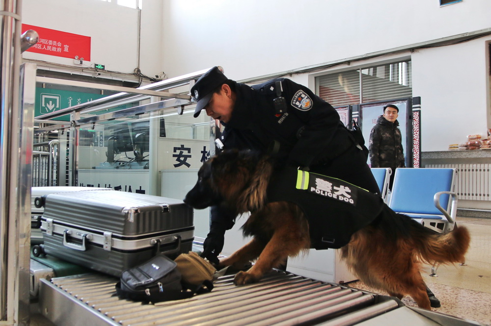 訓導員帶領警犬開展安檢查危工作。