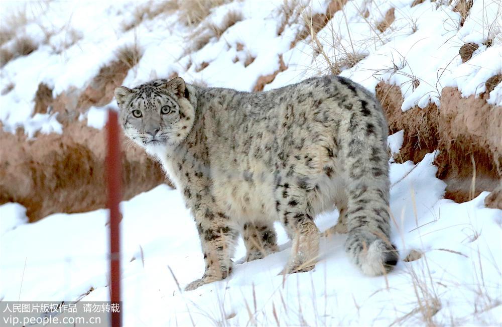 甘肅祁連山：攝影師近距離抓拍國家一級保護野生動物雪豹