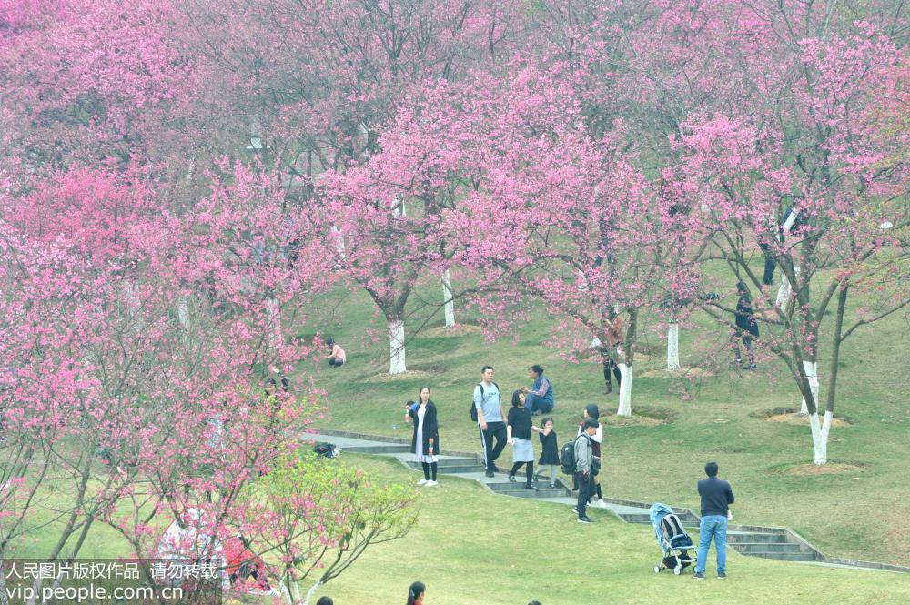 2019年2月4日，是“立春”節氣，廣西南寧石門森林公園2000多棵櫻花爛漫正當時，吸引眾多游客前來賞櫻游玩，感受春天的氣息。（喻湘泉/人民圖片）