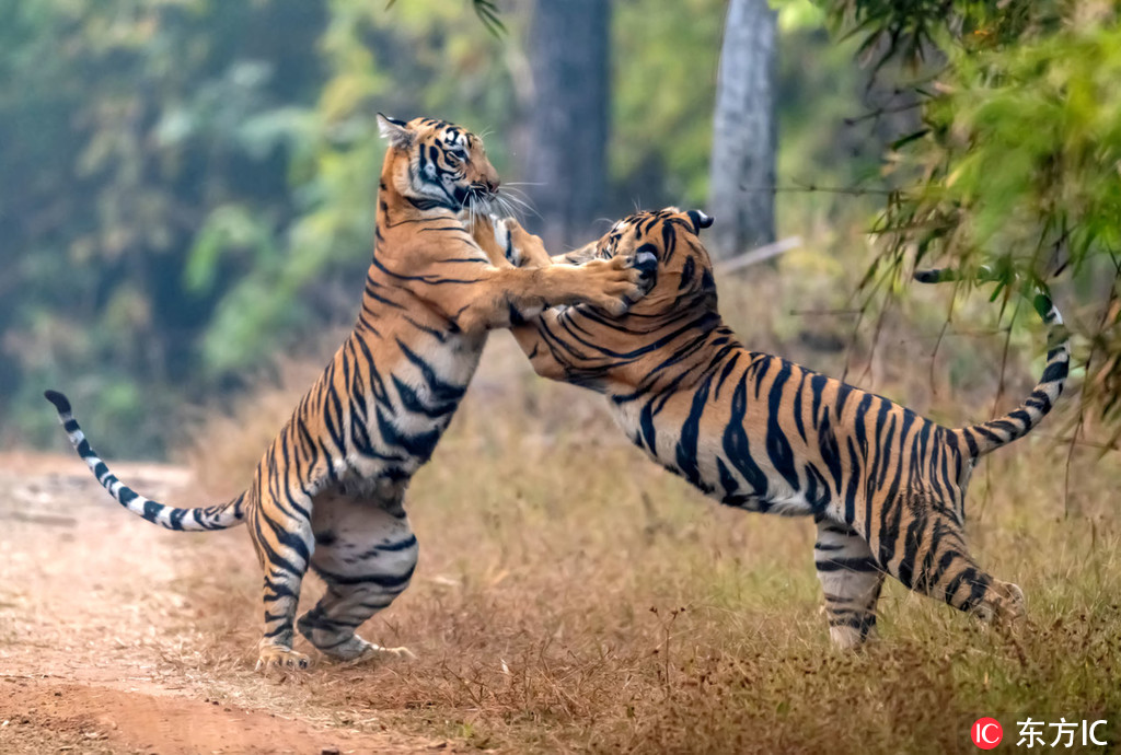 印度大老虎打斗玩耍玩过火 互甩耳光火力全开