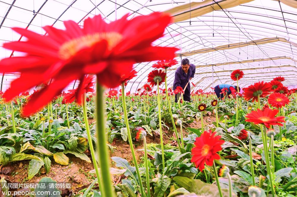 2月16日，江西省會昌縣小密鄉生態花卉種植專業合作社農民在大棚裡為非洲菊除草。