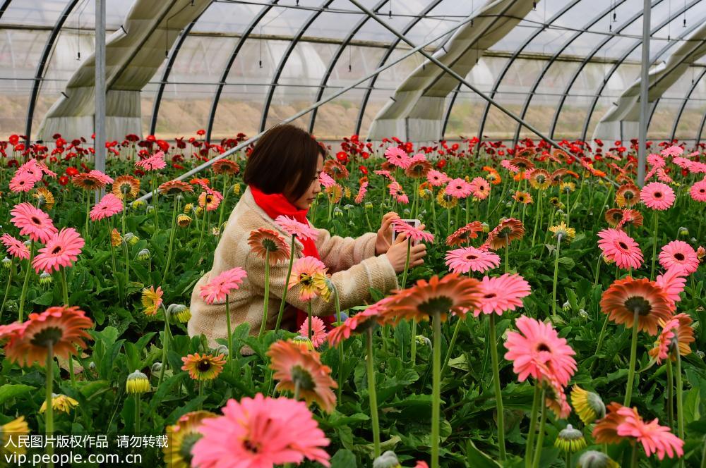 2月16日，江西省會昌縣小密鄉生態花卉種植專業合作社大棚裡，不少游客前來觀賞採購非洲菊。