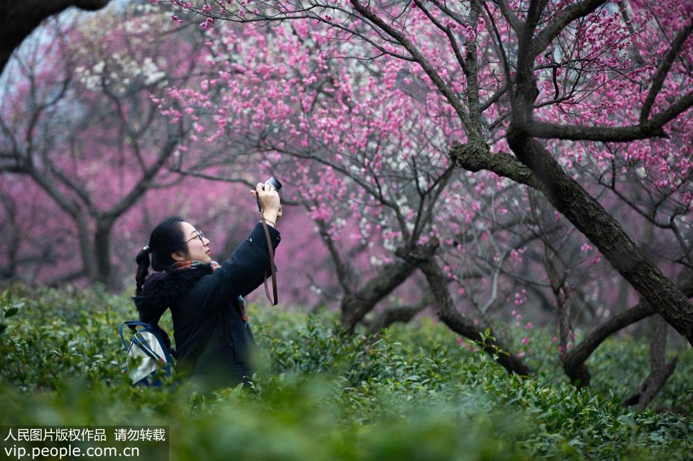 游客在南京梅花山拍攝梅花。