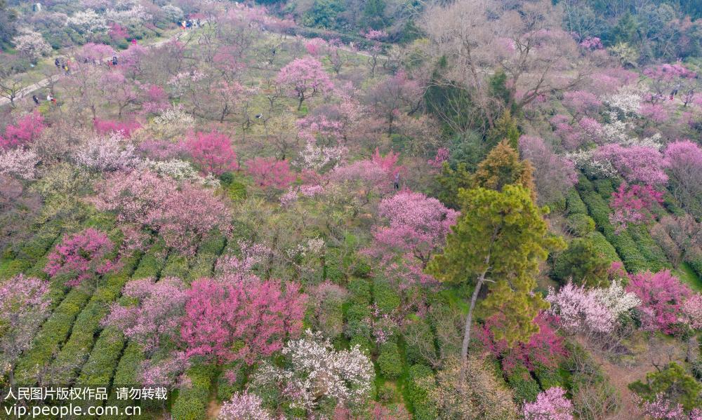 在南京梅花山拍攝的梅花。