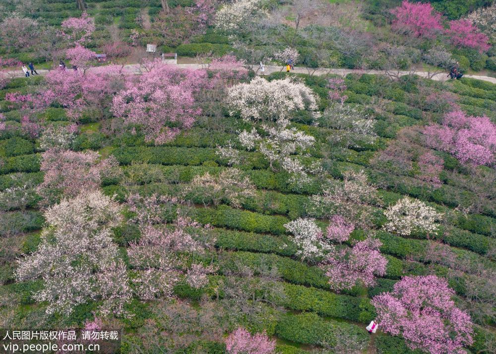 在南京梅花山拍攝的梅花。