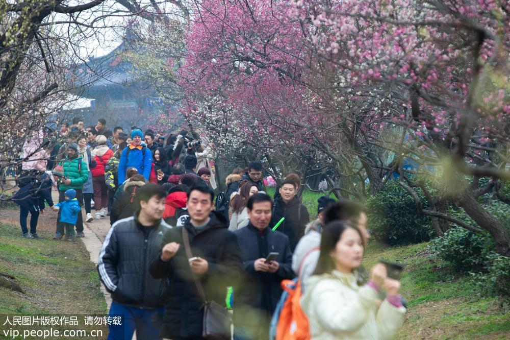 游客在南京梅花山賞梅。