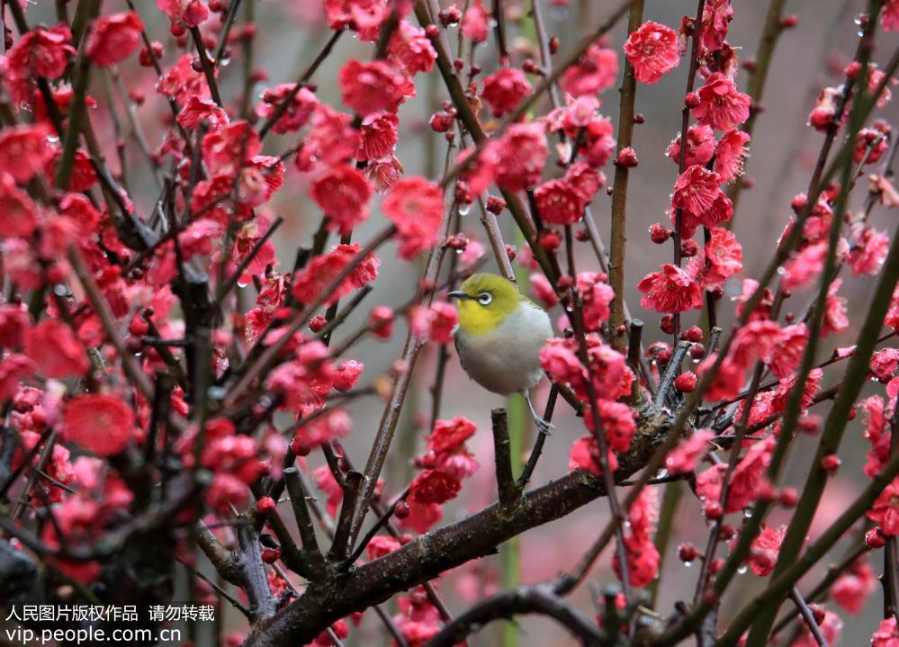 安徽皖南，歙縣賣花漁村的梅花樹上，一隻繡眼鳥在尋食花蜜。