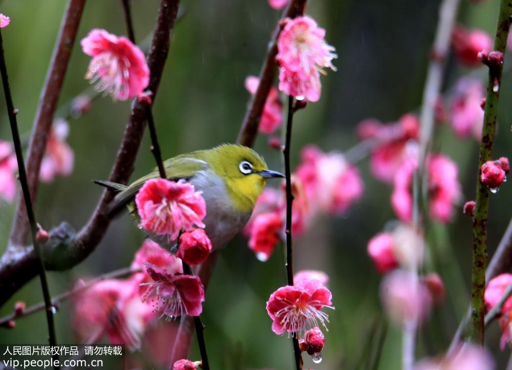 安徽皖南，歙縣賣花漁村的梅花樹上，一隻繡眼鳥在尋食花蜜。