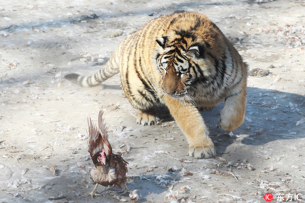 2019年2月23日，哈爾濱東北虎林園裡老虎過年過的身材圓滾滾的，走路懶洋洋，抓雞都費勁，虎威盡失。