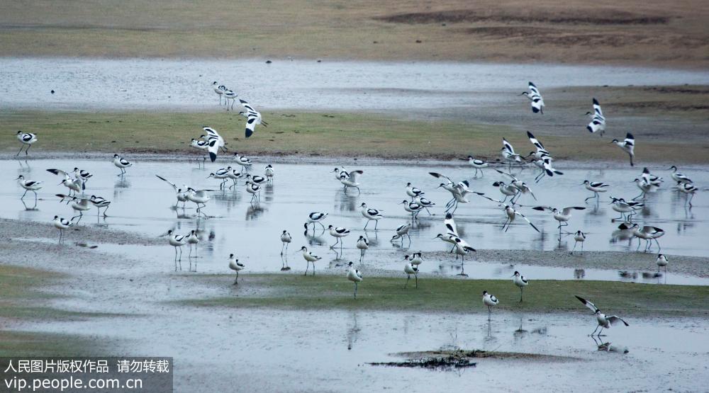 江西九江：春到鄱湖 湿地如画(5) 第5页