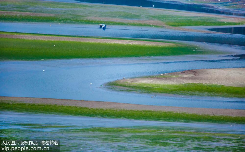 江西九江：春到鄱湖 濕地如畫