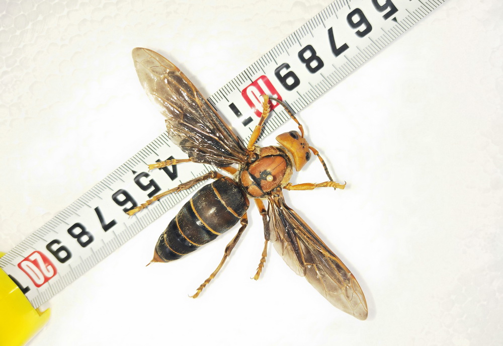圖為體長超過6厘米的中國大虎頭蜂個體標本。