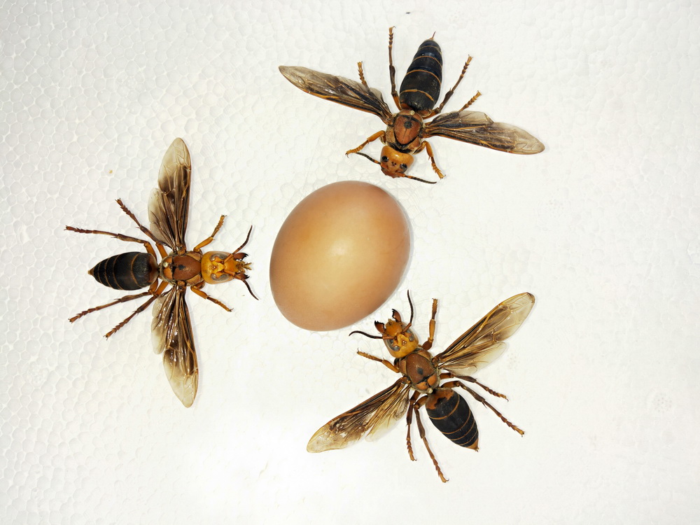 這是中國大虎頭蜂與雞蛋對比圖。