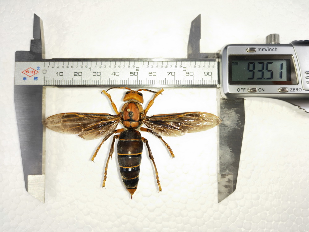 圖為翅展達9.35厘米的中國大虎頭蜂個體標本。