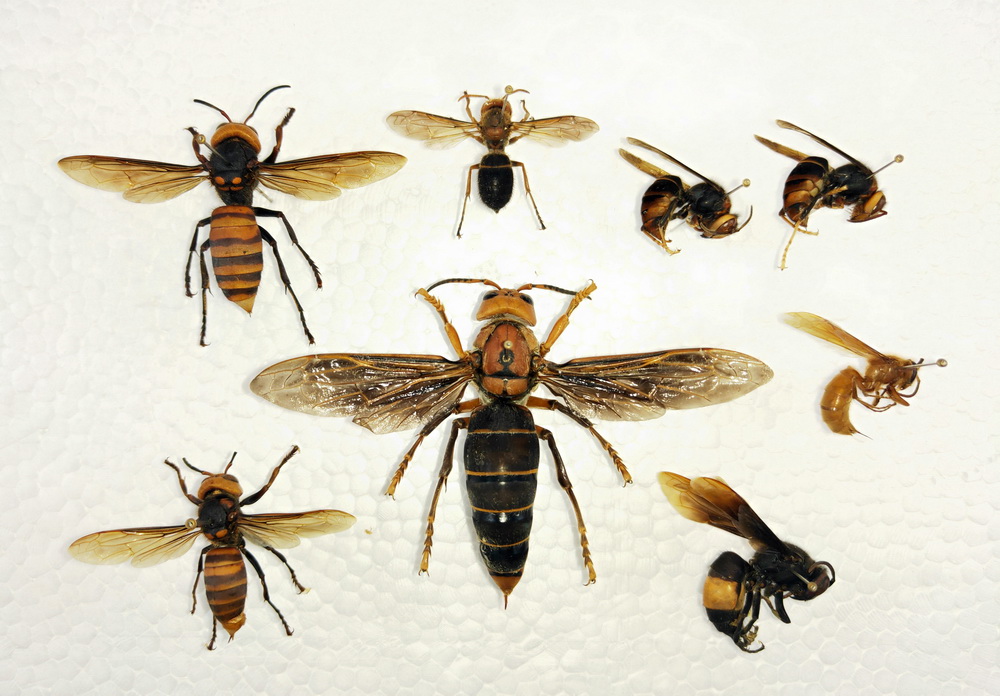 這是中國大虎頭蜂（中）與其他胡蜂種類對比圖。