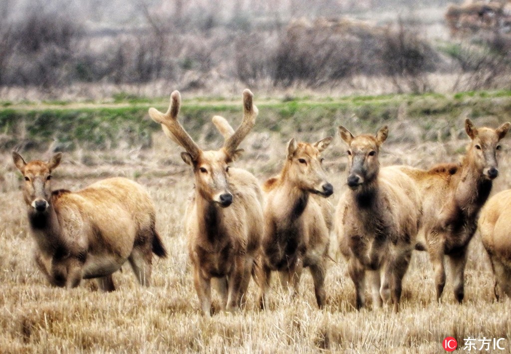 2019年3月6日，在江西鄱陽縣鄱陽湖小牛湖附近農田中發現的麋鹿，已經長出了鹿茸。