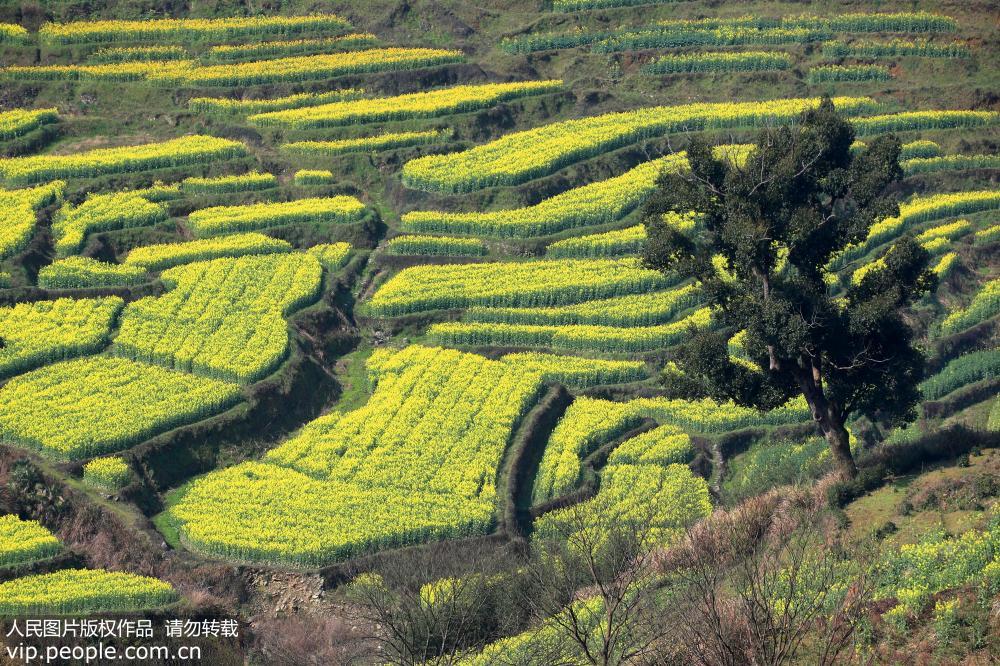 2019年3月12日，在江西省婺源縣篁嶺村拍攝的油菜花。