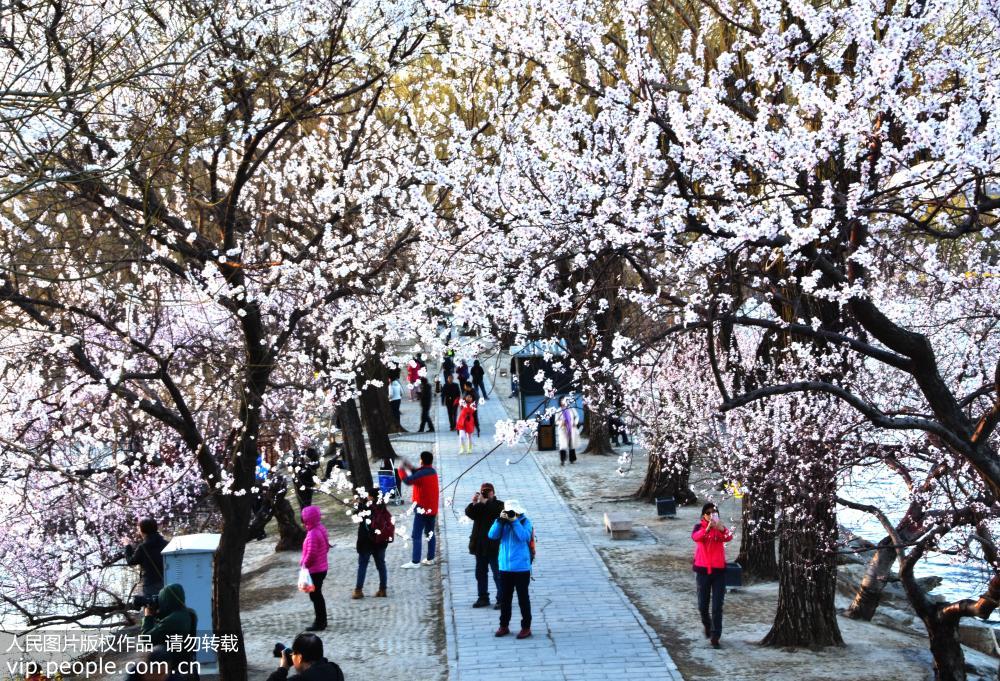 3月15日，北京頤和園春光旖旎。