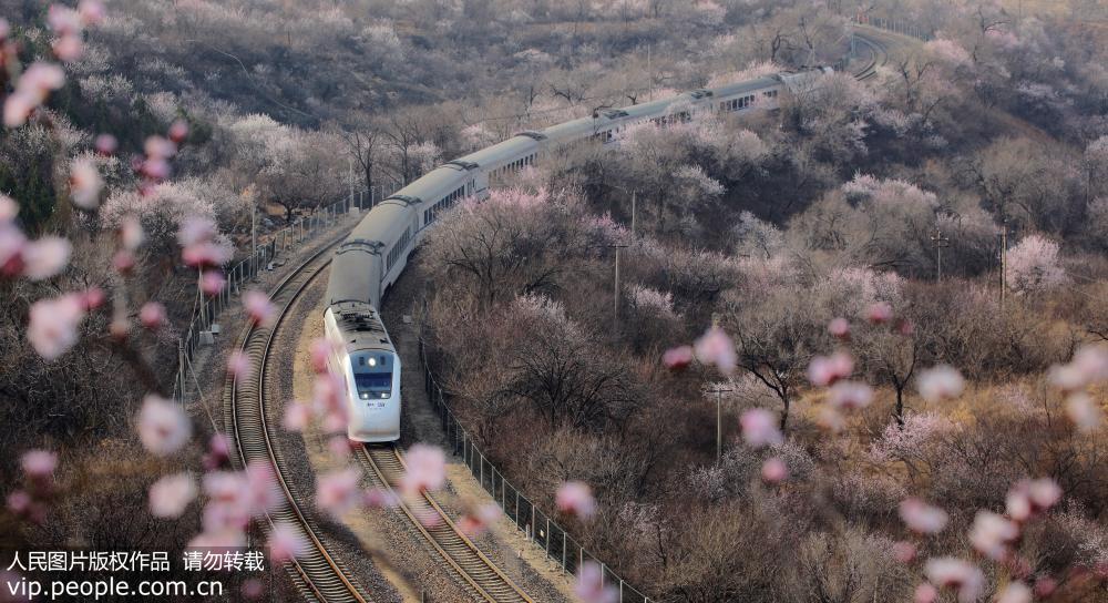 北京：游客乘市郊S2線列車欣賞花海美景【3】