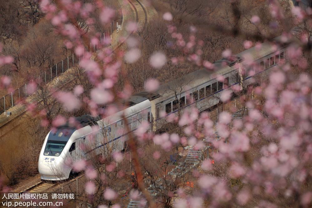 北京：游客乘市郊S2線列車欣賞花海美景【2】