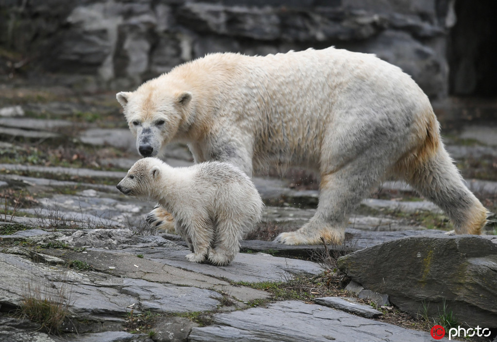 柏林動物園北極熊寶寶皮上天 花式攪擾午睡母熊【5】