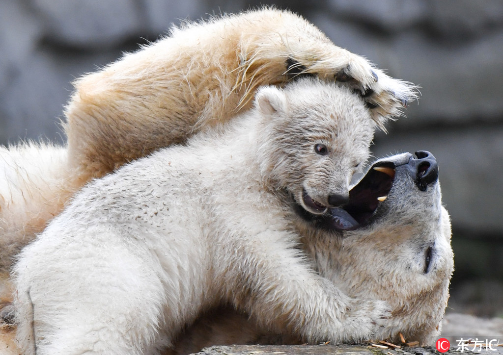 柏林動物園北極熊寶寶皮上天 花式攪擾午睡母熊【3】