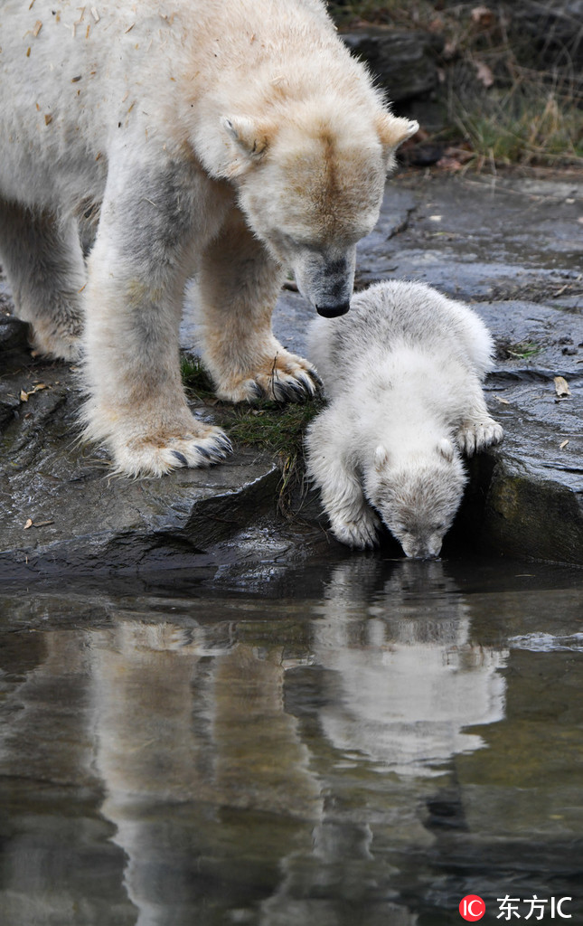柏林動物園北極熊寶寶皮上天 花式攪擾午睡母熊【4】