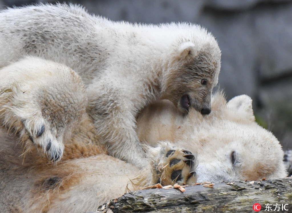 柏林動物園北極熊寶寶皮上天 花式攪擾午睡母熊【2】
