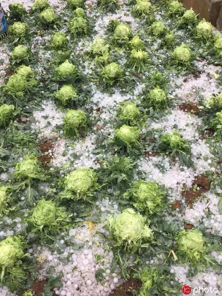 雲南金平縣遭受冰雹襲擊 蔬菜被砸懨、道路堆積厚度達30厘米【3】