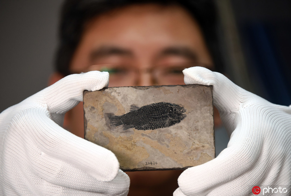圖為徐光輝研究員展示介紹優美玉帶魚化石。