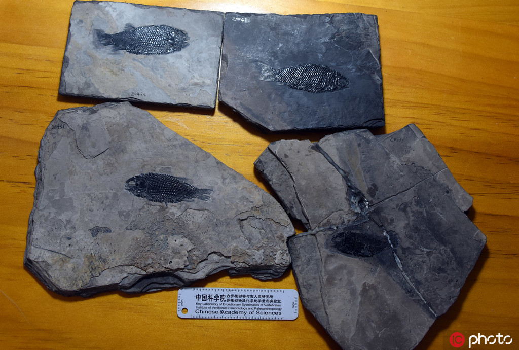 圖為徐光輝研究團隊採集發現的4塊保存精美的優美玉帶魚化石（左下為正型樣本）。