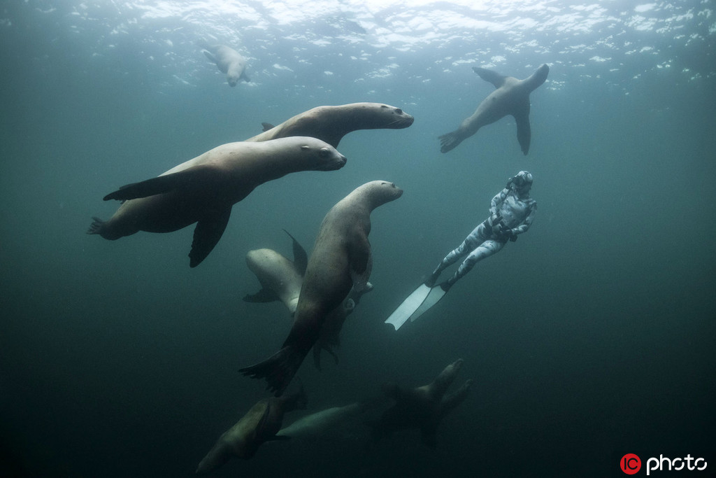 潛水員與成群海獅玩耍同游 畫面和諧【5】