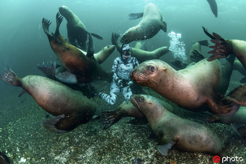 潛水員與成群海獅玩耍同游 畫面和諧