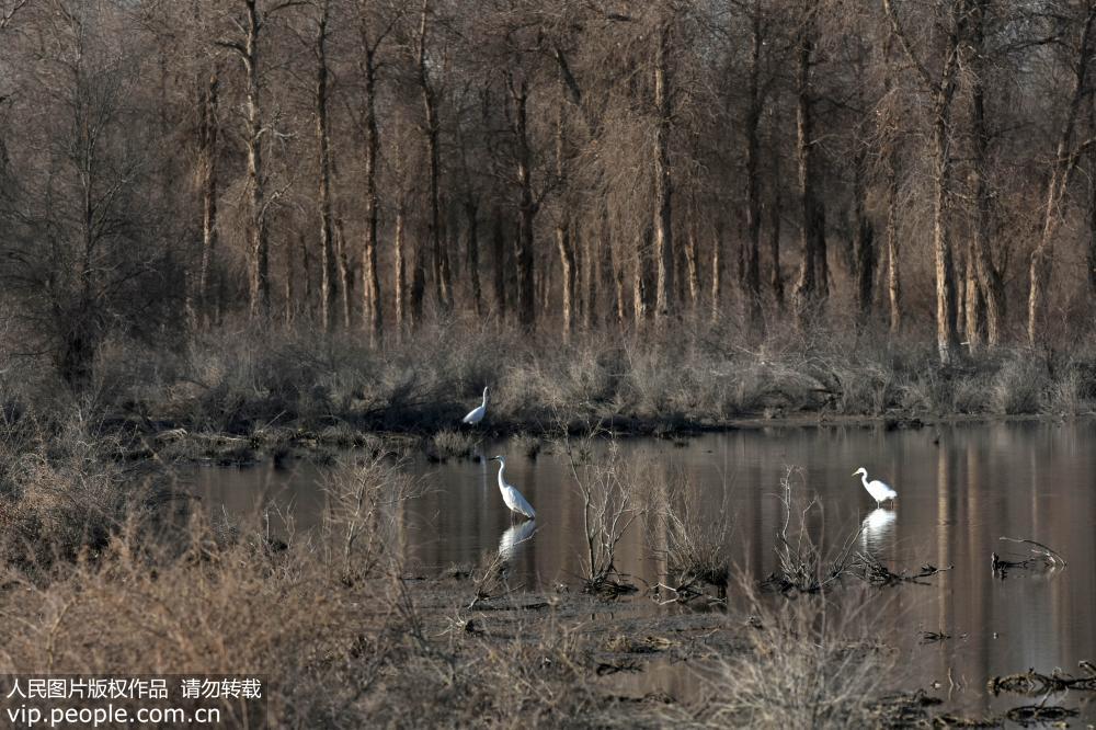 航拍新疆羅布淖爾國家濕地公園風景如畫【9】