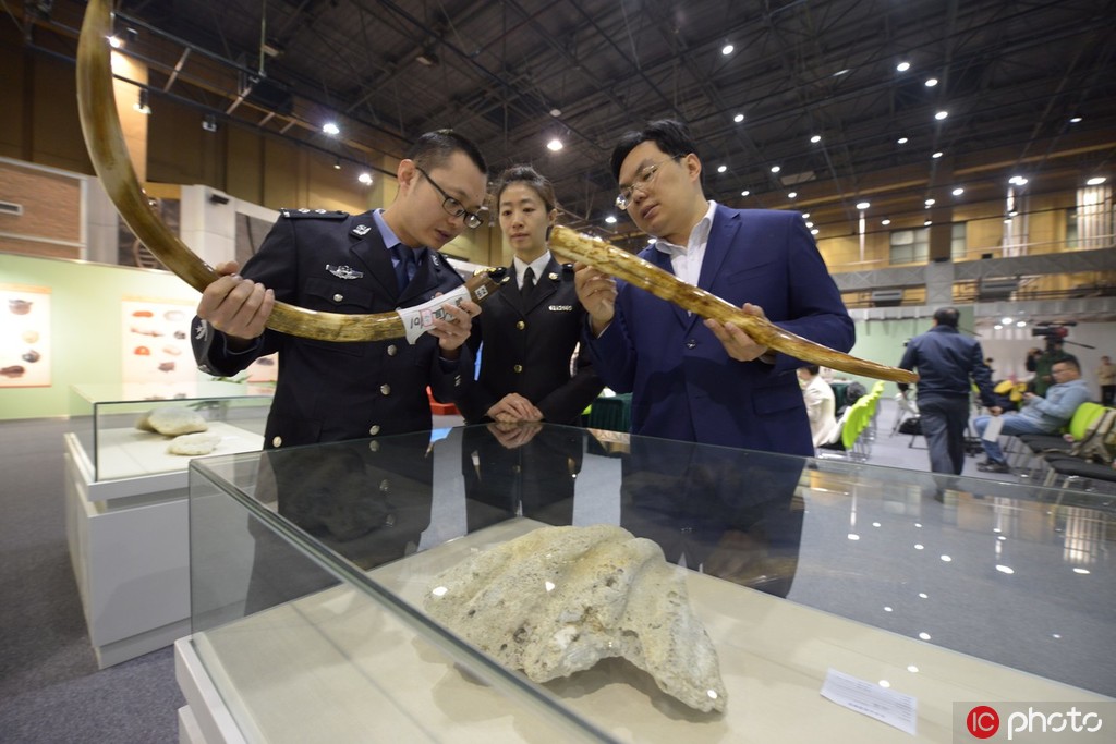 京海關向北京自然博物館移交化石。 東方ic供圖
