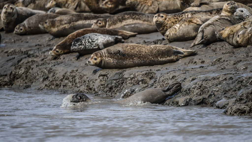 3月28日，斑海豹在遼寧盤錦遼河入海口灘涂上休息 。 新華社記者 潘昱龍 攝