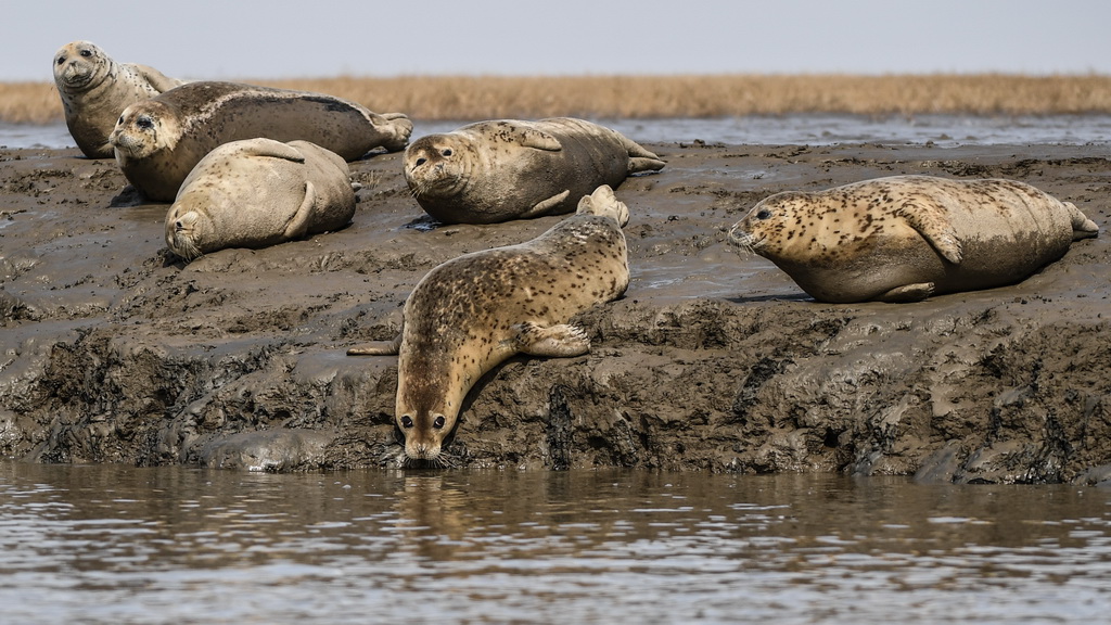 3月28日，斑海豹在遼寧盤錦遼河入海口灘涂上休息。 新華社記者 潘昱龍 攝