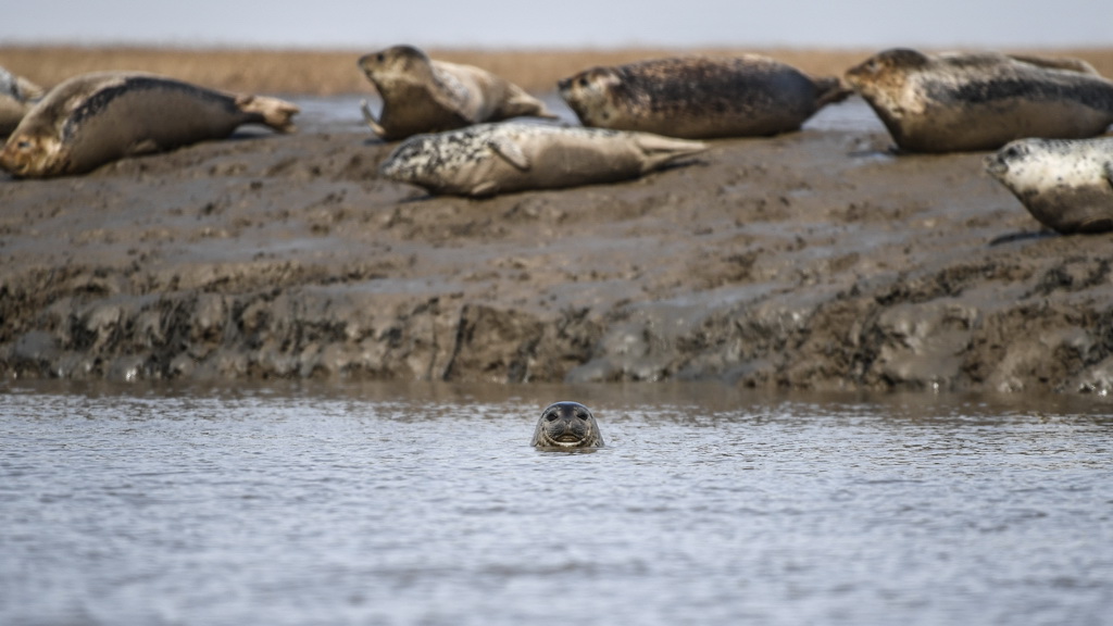 3月28日 ，在遼寧盤錦遼河入海口三道溝海域，一頭斑海豹從水中探出頭。新華社記者 潘昱龍 攝