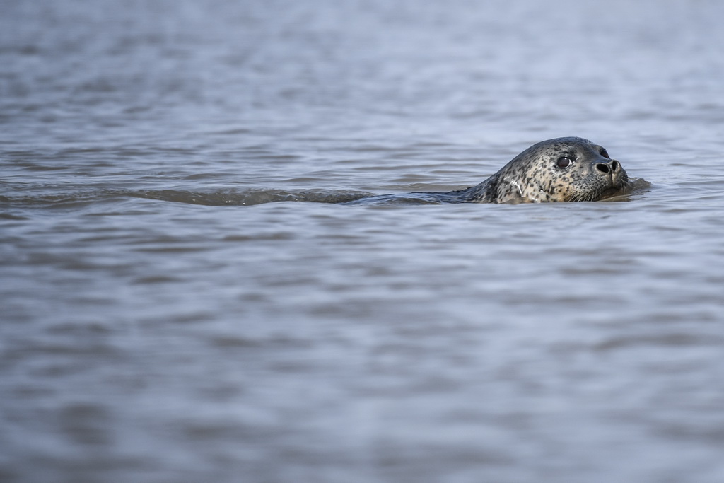 3月28日，一頭斑海豹在遼寧盤錦遼河入海口三道溝海域活動 。 新華社記者 潘昱龍 攝