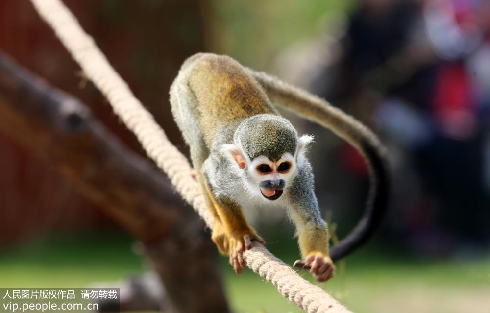 江蘇南通：動物園新生鬆鼠猴、小袋鼠與游客見面【2】