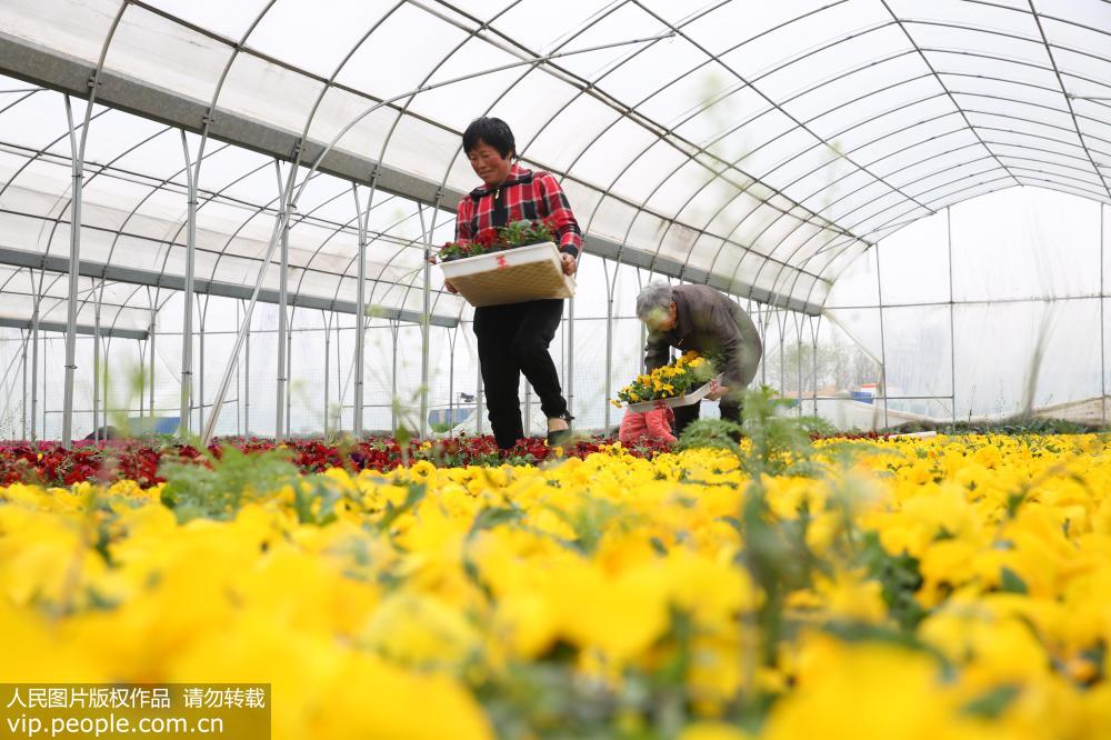 安徽省濉溪縣四鋪鎮新庄村花卉基地，花農正忙著裝車外銷。