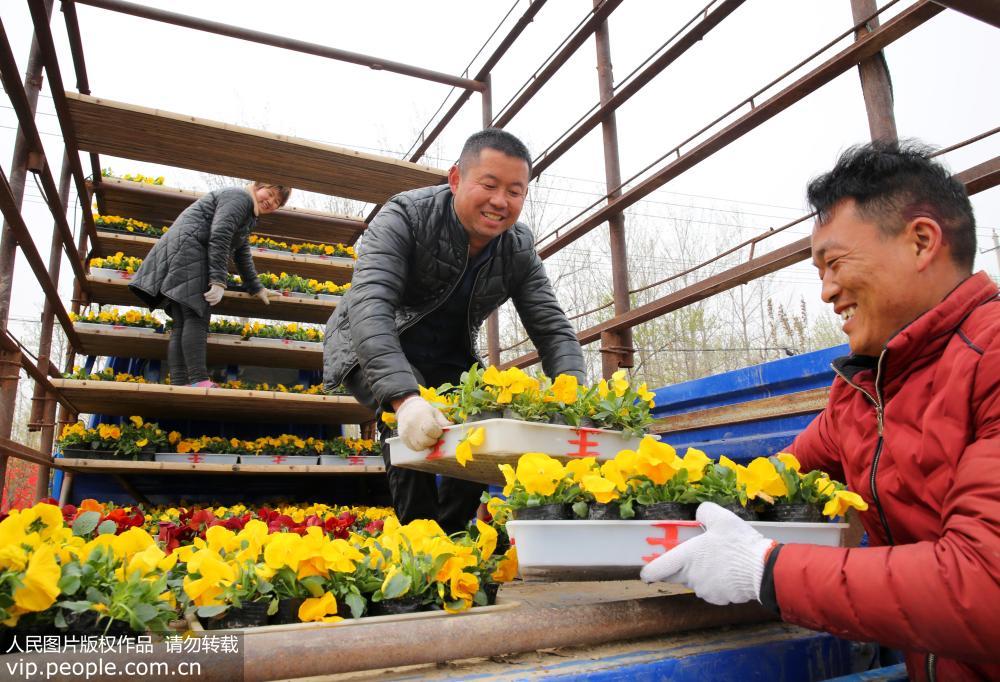 安徽省濉溪縣四鋪鎮新庄村花卉基地，花農正忙著裝車外銷。
