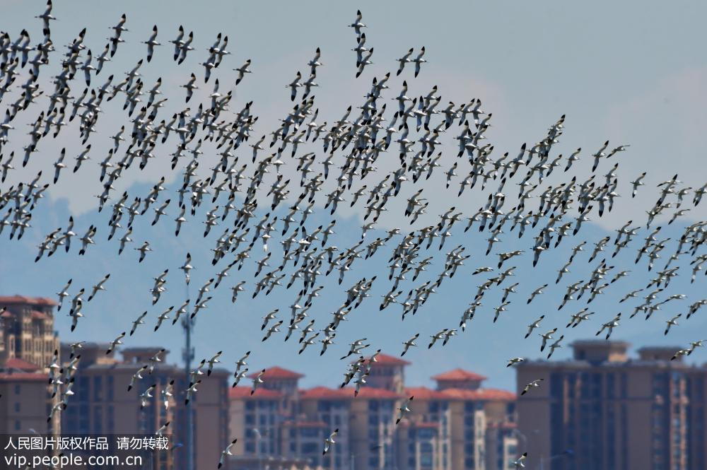 成群鸻鷸類候鳥過境青島膠州灣國家級海洋公園