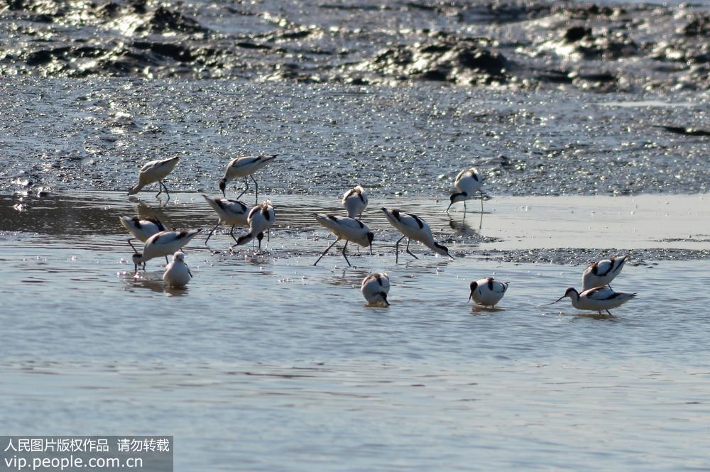 成群鸻鷸類候鳥過境青島膠州灣國家級海洋公園【4】