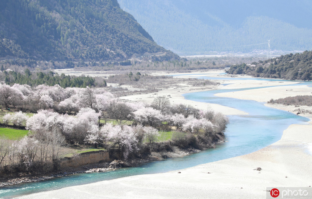 最美西藏在3月 林芝波密高原桃花競相綻放